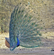 burung-merak 26 senarai